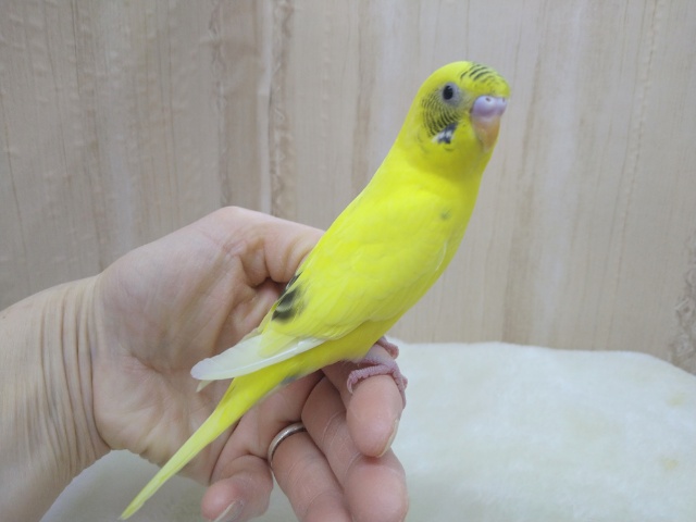 地味なレアカラー!セキセイインコの「ナノハちゃん」いますよ〜 セキセイインコ