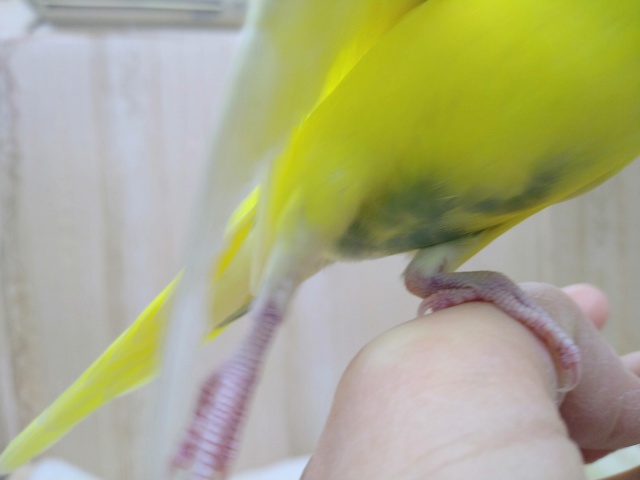 地味なレアカラー!セキセイインコの「ナノハちゃん」いますよ〜 セキセイインコ