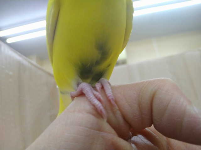 地味なレアカラー!セキセイインコの「ナノハちゃん」いますよ〜 セキセイインコ