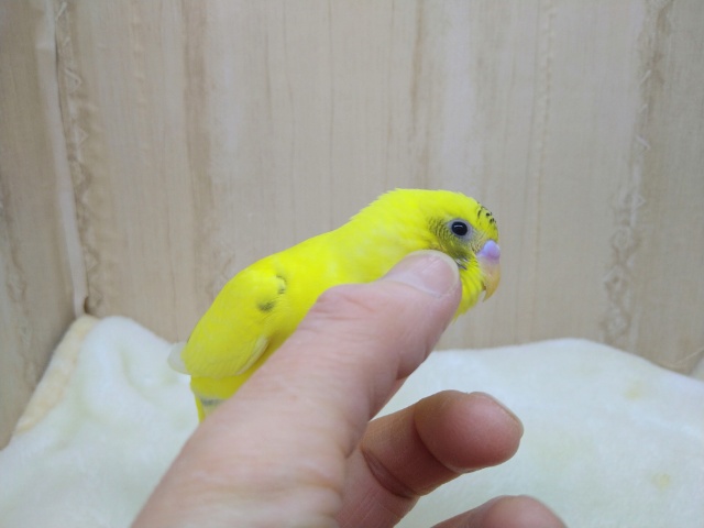 地味なレアカラー!セキセイインコの「ナノハちゃん」いますよ〜 セキセイインコ