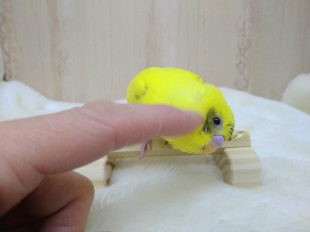 地味なレアカラー!セキセイインコの「ナノハちゃん」いますよ〜 セキセイインコ