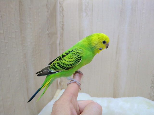 セキセイインコ