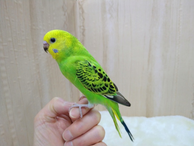 セキセイインコ