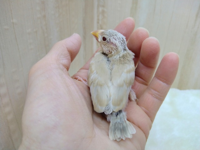 シナモン文鳥