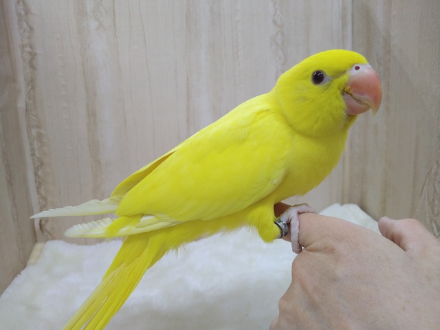 ワカケホンセイインコ（月の輪インコ）