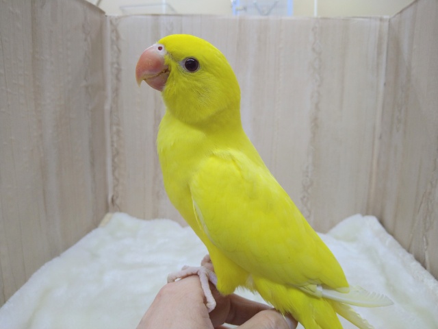 ワカケホンセイインコ（月の輪インコ）