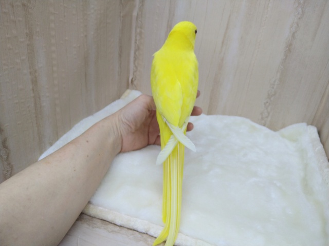 ワカケホンセイインコ（月の輪インコ）
