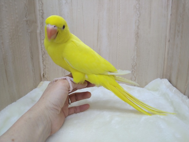 ワカケホンセイインコ（月の輪インコ）