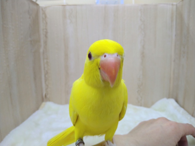 ワカケホンセイインコ（月の輪インコ）