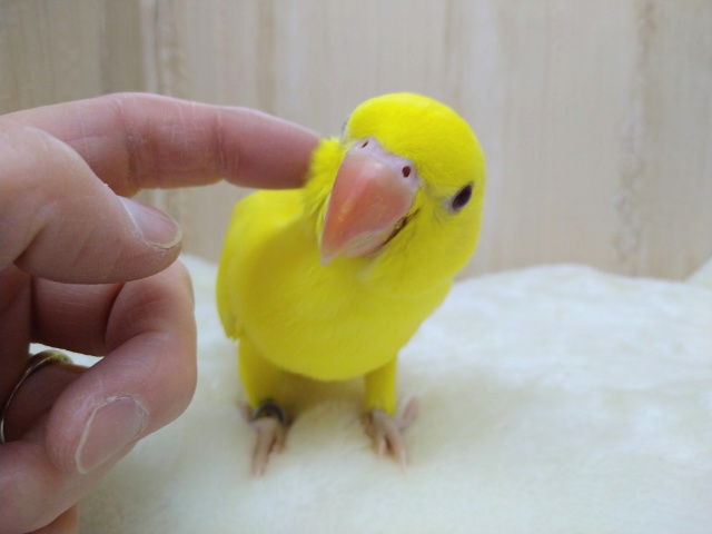 ワカケホンセイインコ（月の輪インコ）