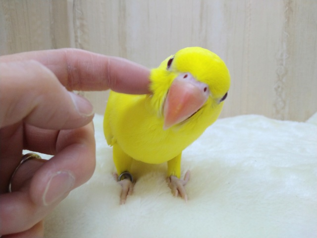 ワカケホンセイインコ（月の輪インコ）