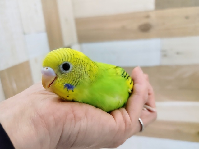 セキセイインコ