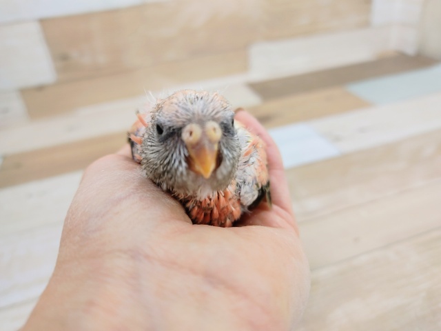 アキクサインコ（秋草インコ）