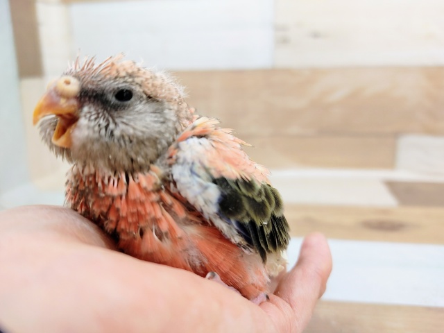 アキクサインコ（秋草インコ）