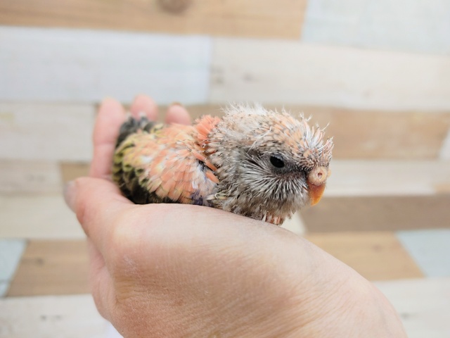 アキクサインコ（秋草インコ）