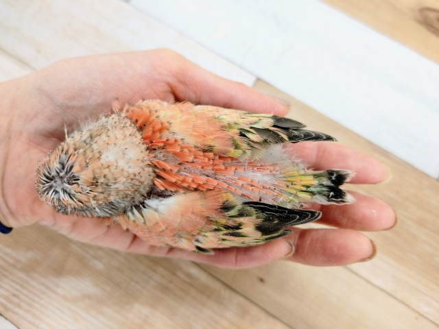 アキクサインコ（秋草インコ）