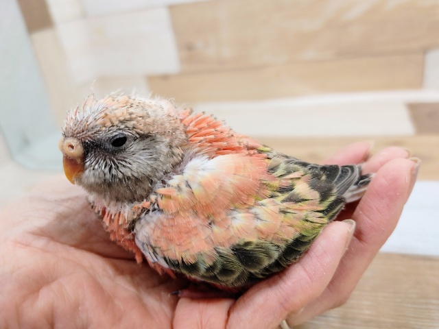 アキクサインコ（秋草インコ）