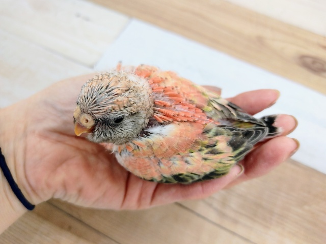 アキクサインコ（秋草インコ）