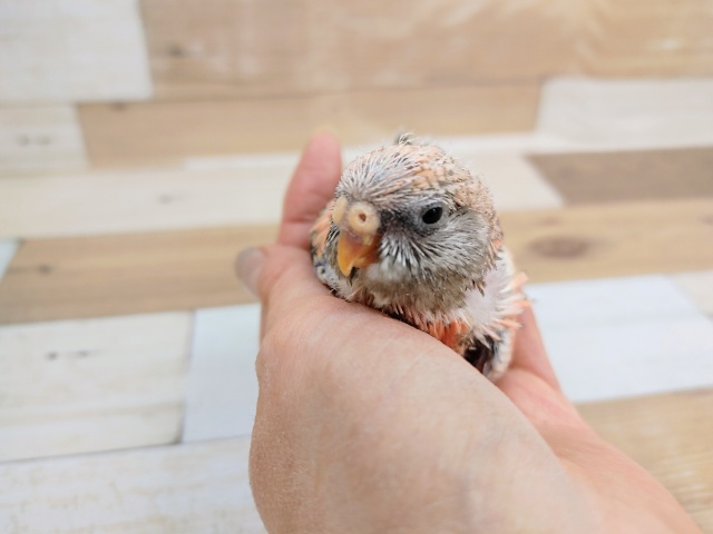 アキクサインコ（秋草インコ）