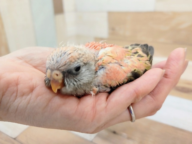 アキクサインコ（秋草インコ）