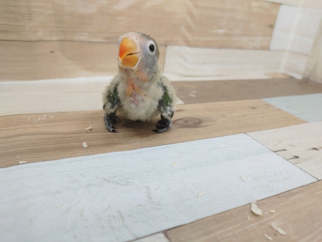 キエリボタンインコ