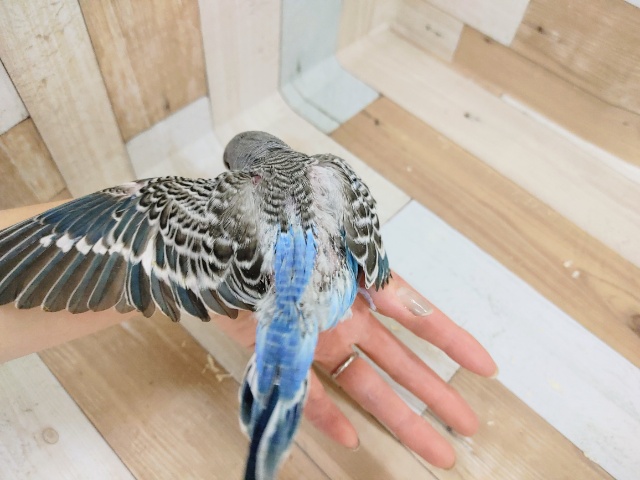 ジャンボセキセイインコさん(ノーマル)のヒナ入荷しました❤ ジャンボセキセイインコ