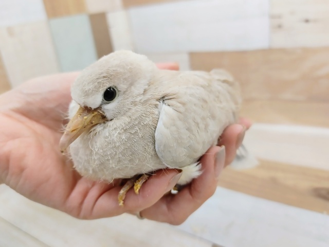 ジュズカケバト