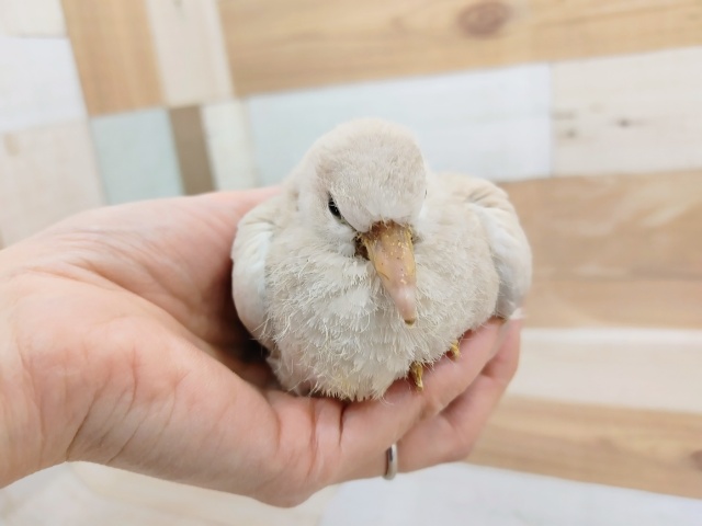 ジュズカケバト