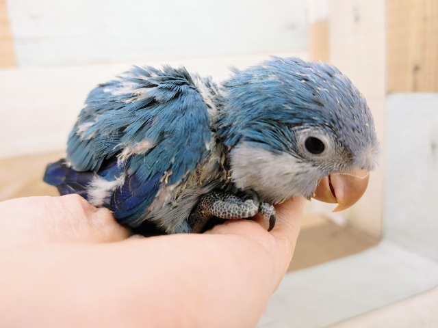 オキナインコ