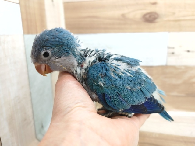 オキナインコ