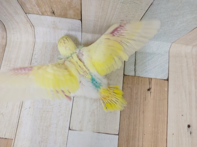 セキセイインコ