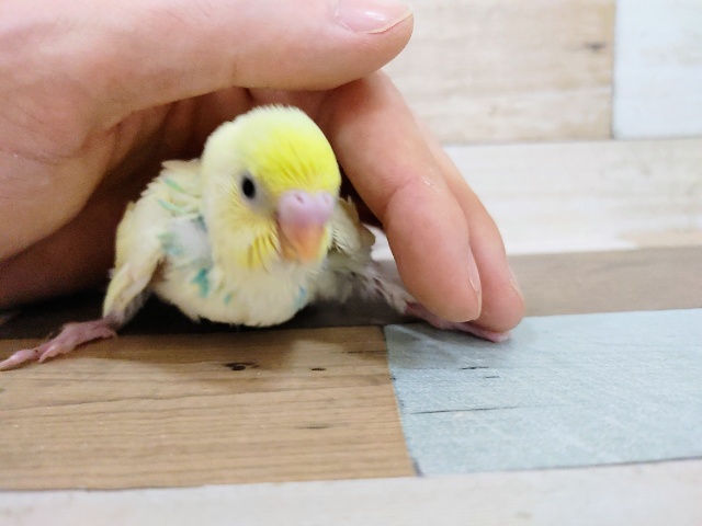 セキセイインコ