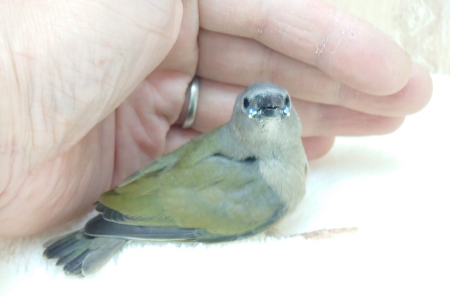 注目です!!最新画像になります!ヒナ限定!口元に光る青いダイヤモンド!!コキン鳥ヒナ来ましたよ〜 コキンチョウ