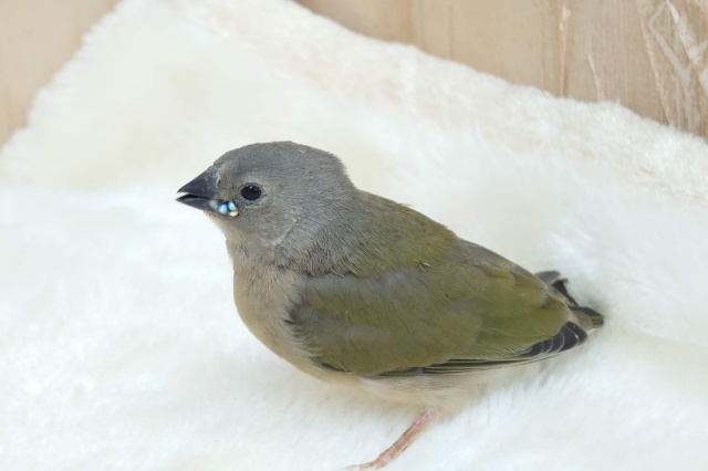 注目です!!最新画像になります!ヒナ限定!口元に光る青いダイヤモンド!!コキン鳥ヒナ来ましたよ〜 コキンチョウ