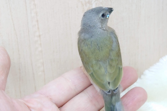 注目です!!最新画像になります!ヒナ限定!口元に光る青いダイヤモンド!!コキン鳥ヒナ来ましたよ〜 コキンチョウ