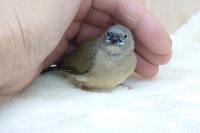 注目です!!最新画像になります!ヒナ限定!口元に光る青いダイヤモンド!!コキン鳥ヒナ来ましたよ〜 コキンチョウ