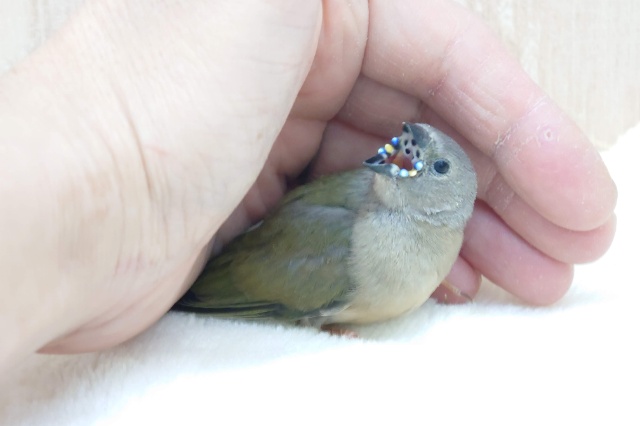 注目です!!最新画像になります!ヒナ限定!口元に光る青いダイヤモンド!!コキン鳥ヒナ来ましたよ〜 コキンチョウ