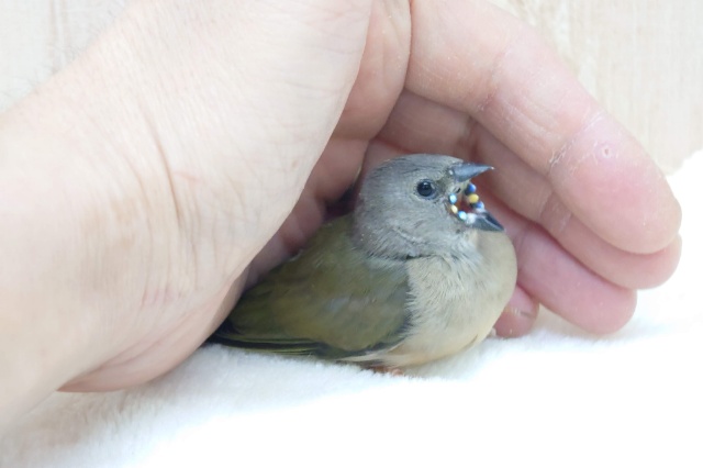 注目です!!最新画像になります!ヒナ限定!口元に光る青いダイヤモンド!!コキン鳥ヒナ来ましたよ〜 コキンチョウ