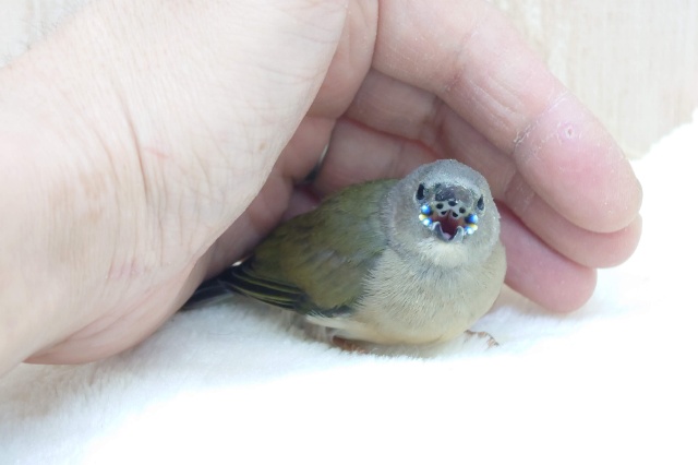 注目です!!最新画像になります!ヒナ限定!口元に光る青いダイヤモンド!!コキン鳥ヒナ来ましたよ〜 コキンチョウ