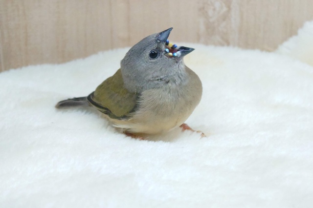 注目です!!最新画像になります!ヒナ限定!口元に光る青いダイヤモンド!!コキン鳥ヒナ来ましたよ〜 コキンチョウ