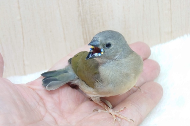 注目です!!最新画像になります!ヒナ限定!口元に光る青いダイヤモンド!!コキン鳥ヒナ来ましたよ〜 コキンチョウ