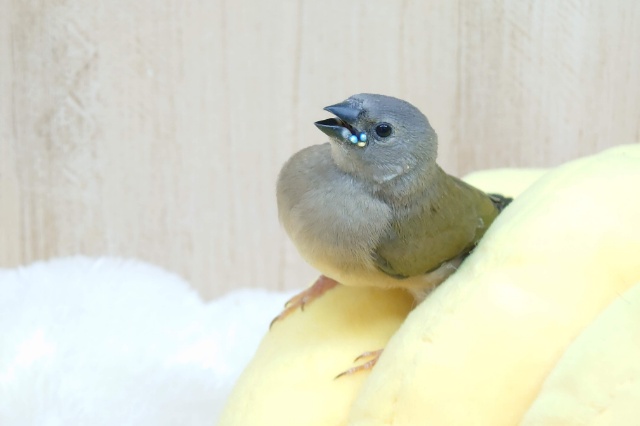 注目です!!最新画像になります!ヒナ限定!口元に光る青いダイヤモンド!!コキン鳥ヒナ来ましたよ〜 コキンチョウ