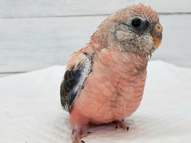 アキクサインコ（秋草インコ）