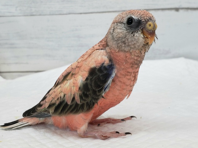 アキクサインコ（秋草インコ）