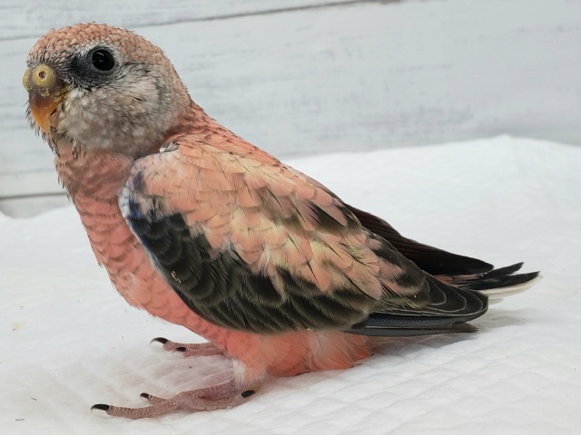 アキクサインコ（秋草インコ）