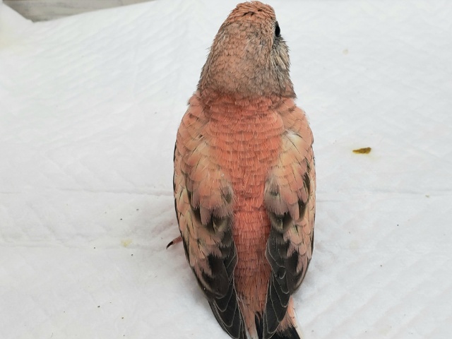 アキクサインコ（秋草インコ）