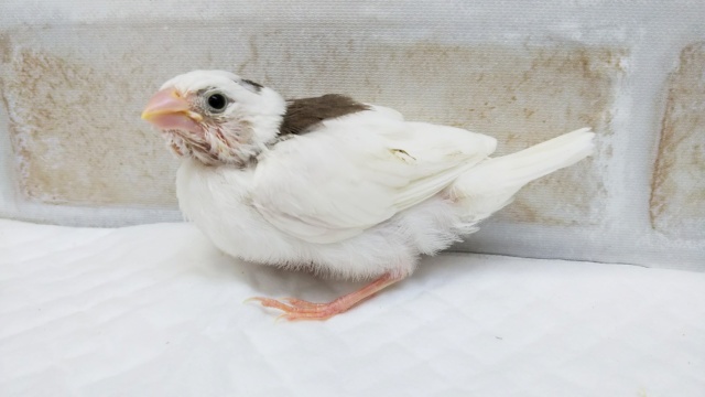 十姉妹（ジュウシマツ）