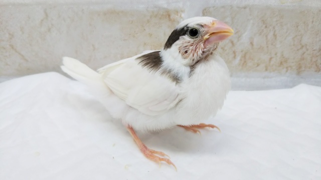 十姉妹（ジュウシマツ）