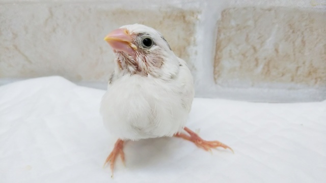 十姉妹（ジュウシマツ）