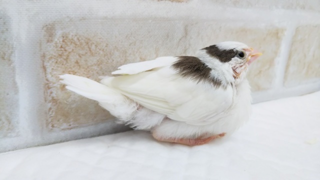 十姉妹（ジュウシマツ）